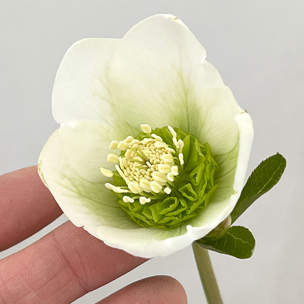 吉田園芸さんのクリスマスローズ：プリマネーヴェ26-03／4.5号ポット【現品販売】