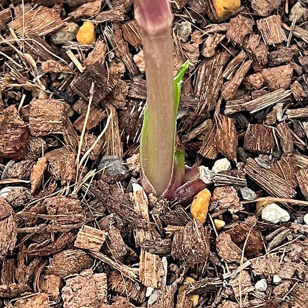 吉田園芸さんのクリスマスローズ：プリマネーヴェ26-03／4.5号ポット【現品販売】