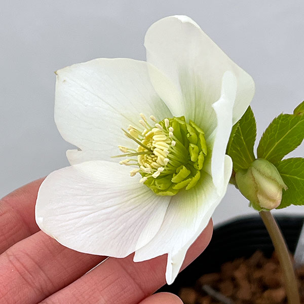 吉田園芸さんのクリスマスローズ：プリマネーヴェ26-04／4.5号ポット【現品販売】