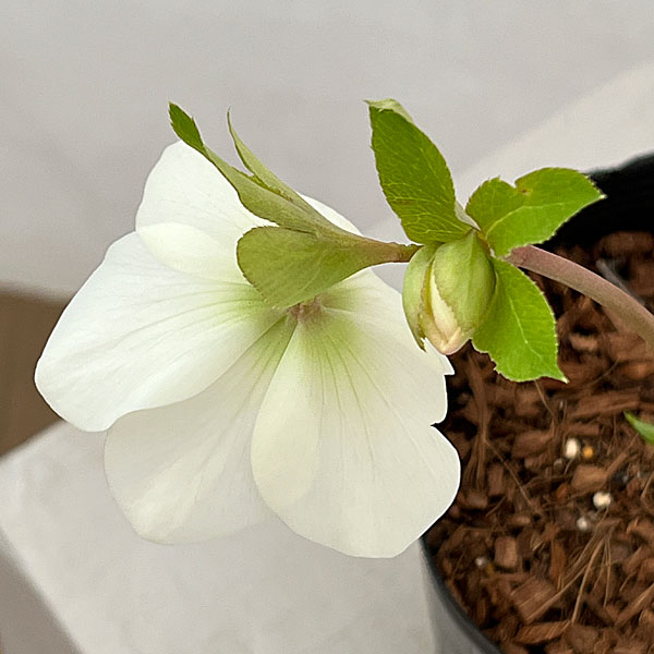 吉田園芸さんのクリスマスローズ：プリマネーヴェ26-04／4.5号ポット【現品販売】