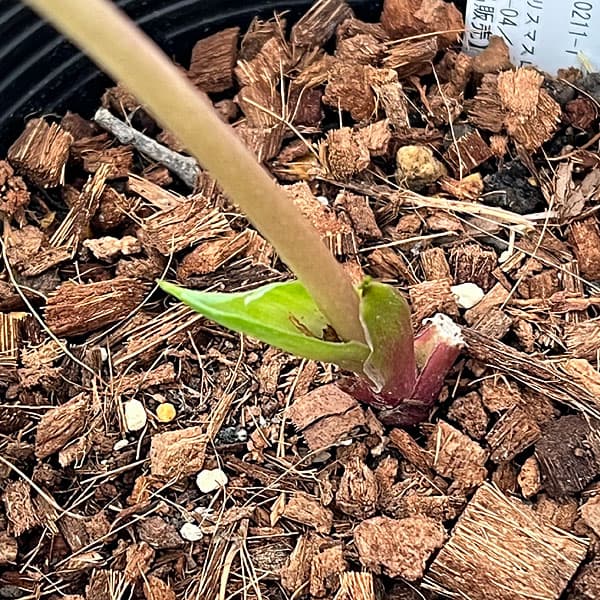 吉田園芸さんのクリスマスローズ：プリマネーヴェ26-04／4.5号ポット【現品販売】