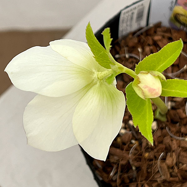 吉田園芸さんのクリスマスローズ：プリマネーヴェ26-05／4.5号ポット【現品販売】