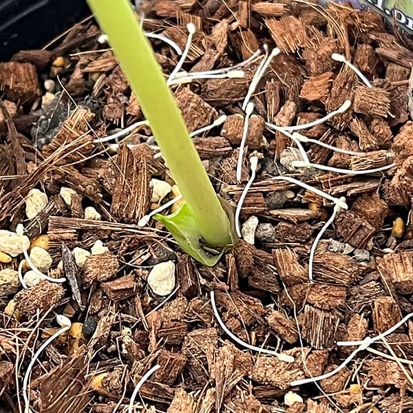 吉田園芸さんのクリスマスローズ：プリマネーヴェ26-05／4.5号ポット【現品販売】