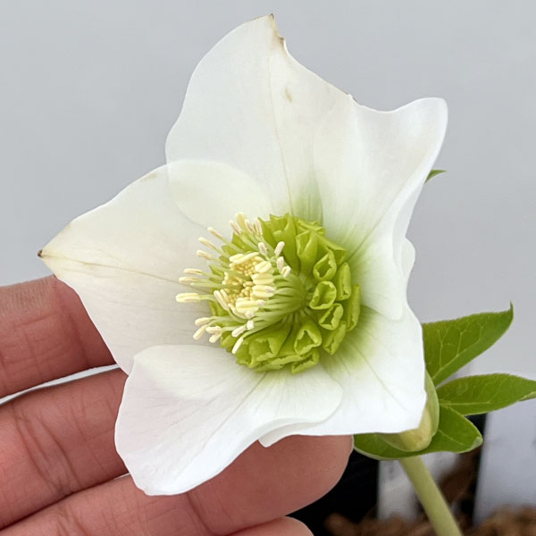 吉田園芸さんのクリスマスローズ：プリマネーヴェ26-06／4.5号ポット【現品販売】