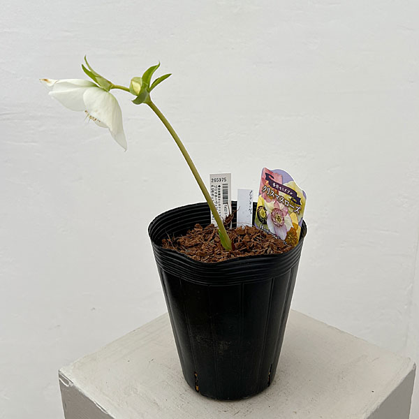 吉田園芸さんのクリスマスローズ：プリマネーヴェ26-06／4.5号ポット【現品販売】