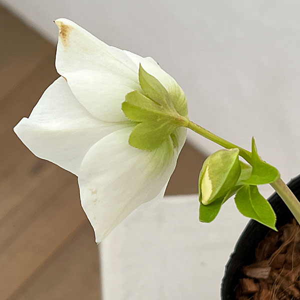 吉田園芸さんのクリスマスローズ：プリマネーヴェ26-06／4.5号ポット【現品販売】