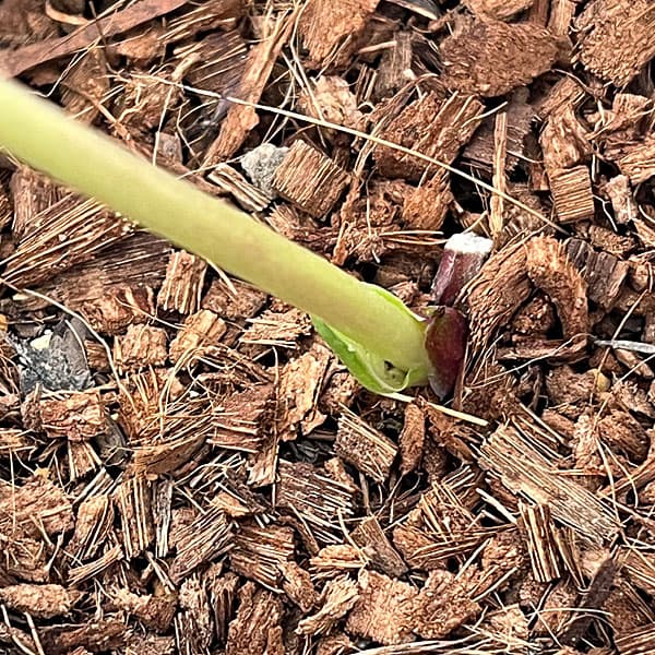 吉田園芸さんのクリスマスローズ：プリマネーヴェ26-06／4.5号ポット【現品販売】