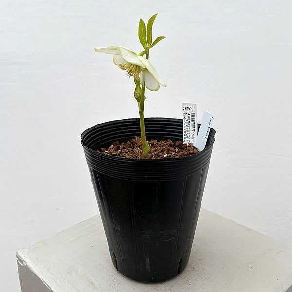 吉田園芸さんのクリスマスローズ：ピエラセミダブル26-01／4.5号ポット【現品販売】