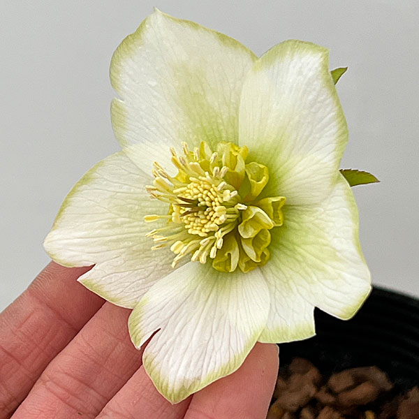 吉田園芸さんのクリスマスローズ：ピエラセミダブル26-01／4.5号ポット【現品販売】