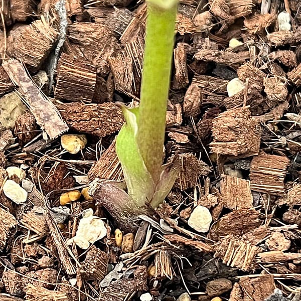 吉田園芸さんのクリスマスローズ：ピエラセミダブル26-01／4.5号ポット【現品販売】