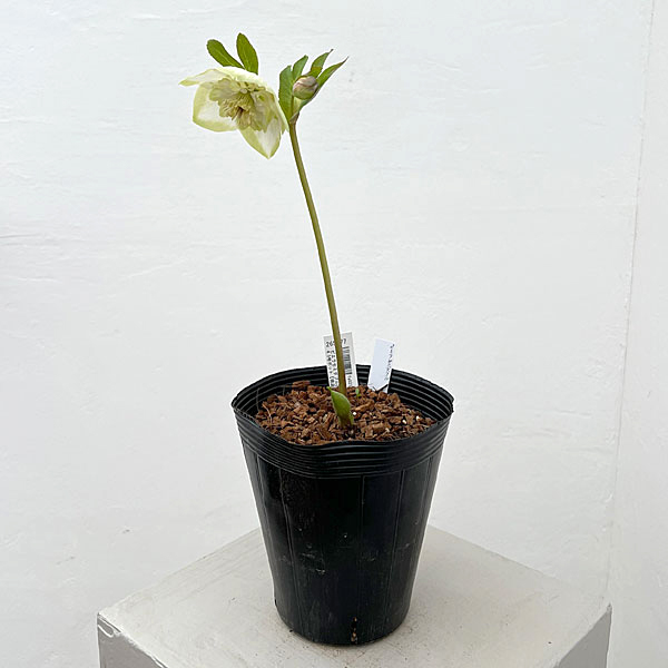 吉田園芸さんのクリスマスローズ：ピエラセミダブル26-02／4.5号ポット【現品販売】