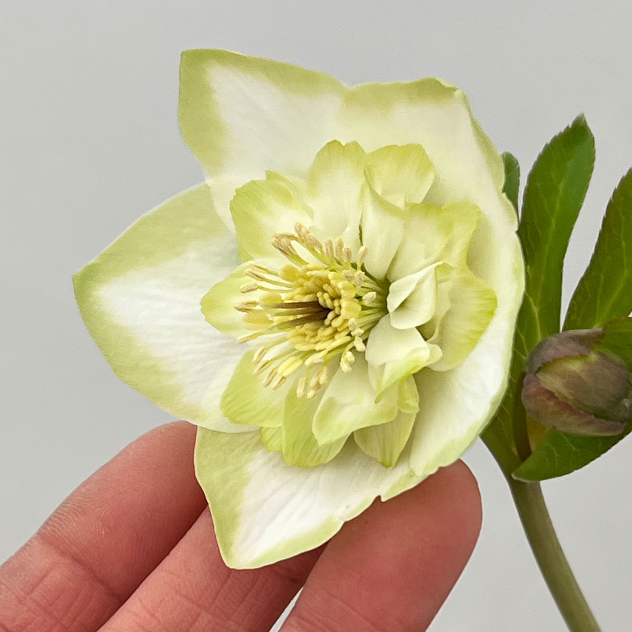 吉田園芸さんのクリスマスローズ：ピエラセミダブル26-02／4.5号ポット【現品販売】