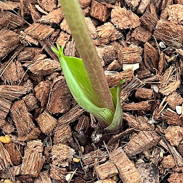 吉田園芸さんのクリスマスローズ：ピエラセミダブル26-02／4.5号ポット【現品販売】