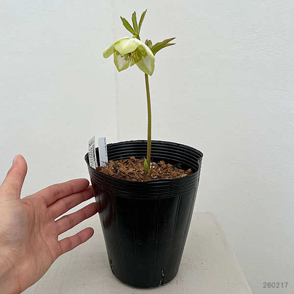 吉田園芸さんのクリスマスローズ：ピエラセミダブル26-03／4.5号ポット【現品販売】