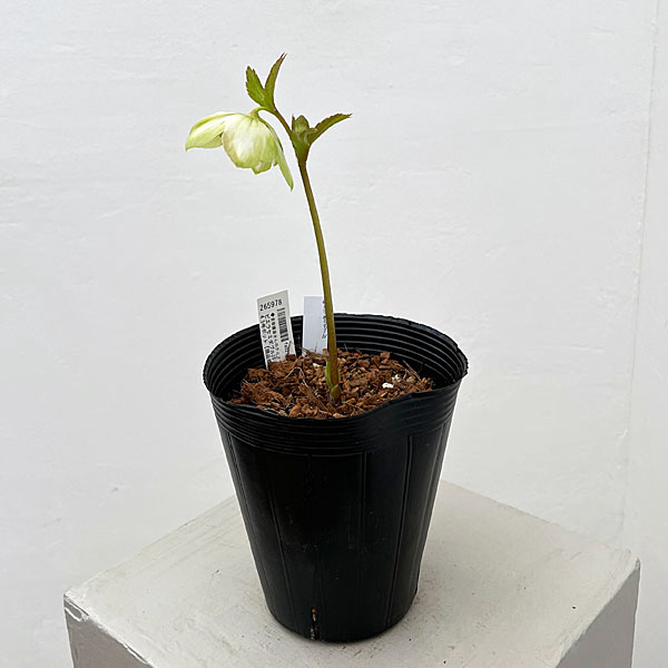 吉田園芸さんのクリスマスローズ：ピエラセミダブル26-03／4.5号ポット【現品販売】