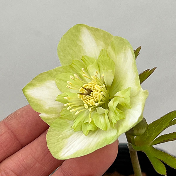 吉田園芸さんのクリスマスローズ：ピエラセミダブル26-03／4.5号ポット【現品販売】