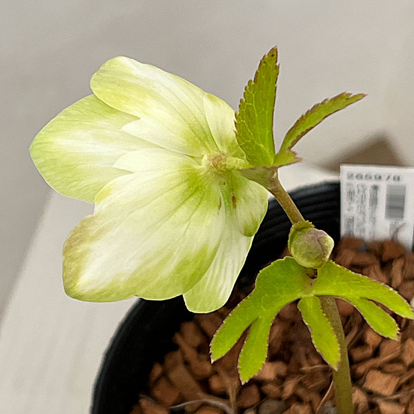 吉田園芸さんのクリスマスローズ：ピエラセミダブル26-03／4.5号ポット【現品販売】