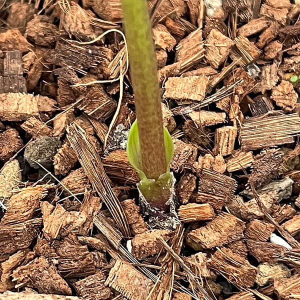 吉田園芸さんのクリスマスローズ：ピエラセミダブル26-03／4.5号ポット【現品販売】