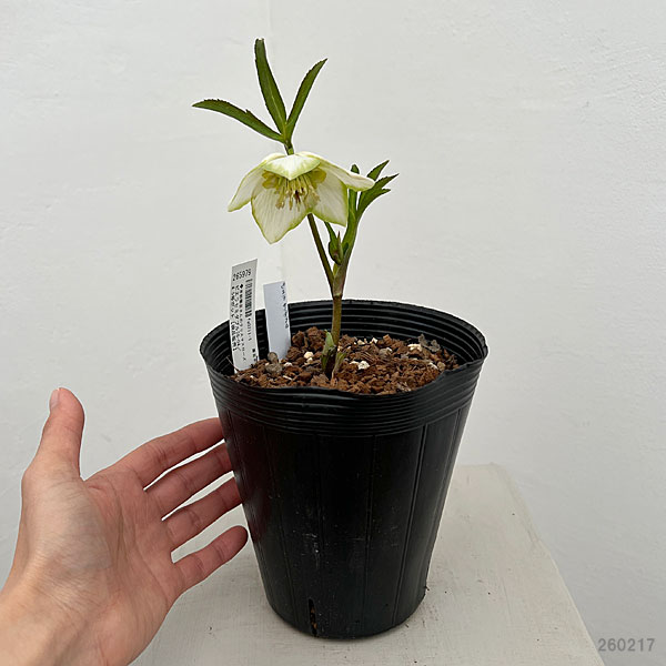 吉田園芸さんのクリスマスローズ：ピエラセミダブル26-04／4.5号ポット【現品販売】