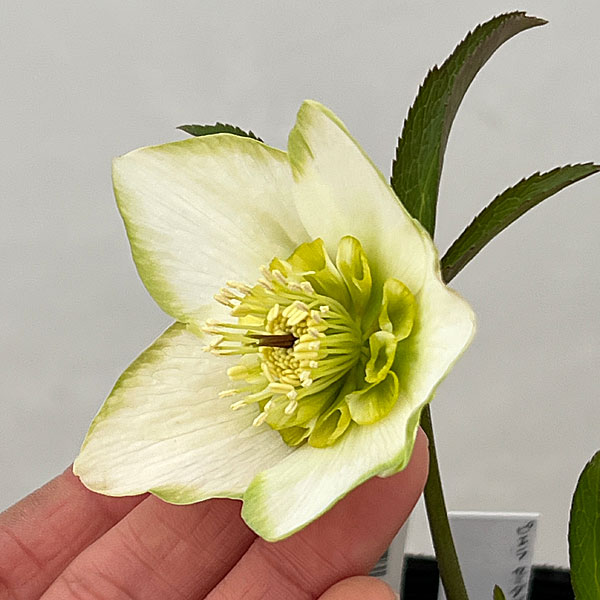 吉田園芸さんのクリスマスローズ：ピエラセミダブル26-04／4.5号ポット【現品販売】