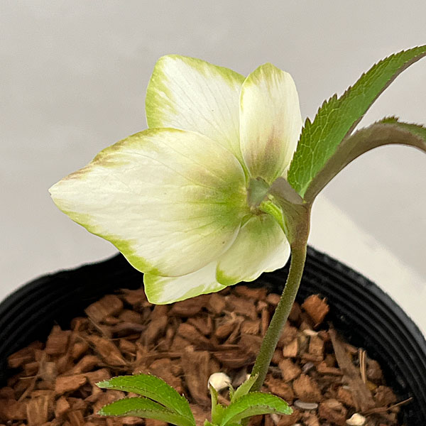 吉田園芸さんのクリスマスローズ：ピエラセミダブル26-04／4.5号ポット【現品販売】