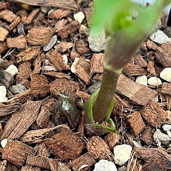 吉田園芸さんのクリスマスローズ：ピエラセミダブル26-04／4.5号ポット【現品販売】