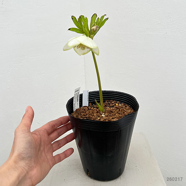 吉田園芸さんのクリスマスローズ：ピエラセミダブル26-05／4.5号ポット【現品販売】