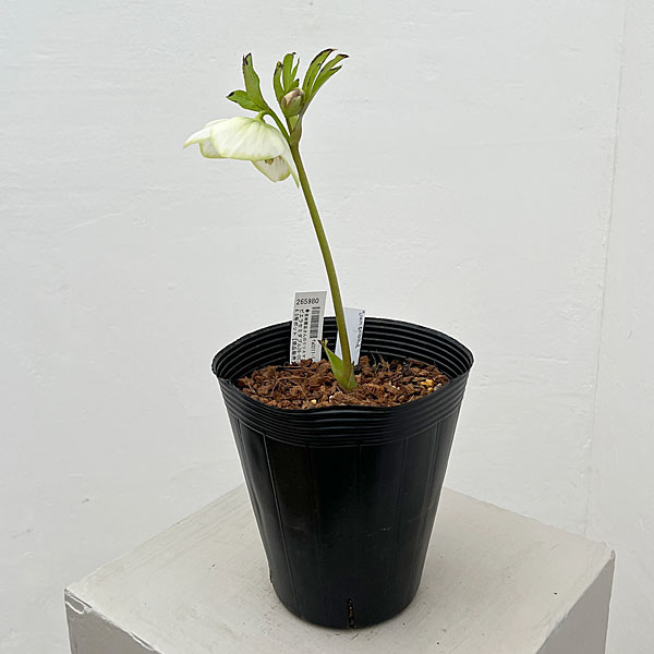 吉田園芸さんのクリスマスローズ：ピエラセミダブル26-05／4.5号ポット【現品販売】