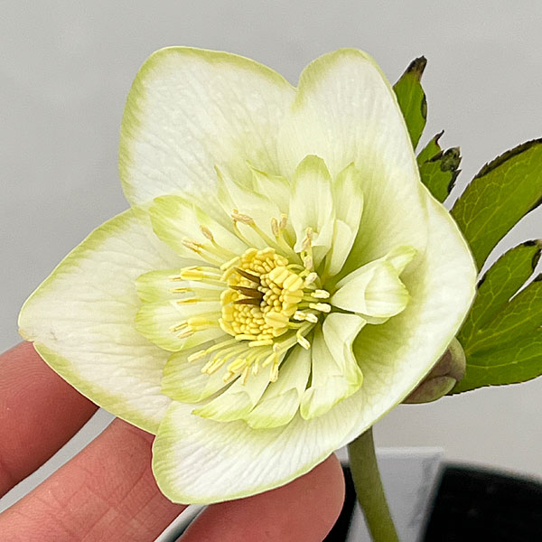 吉田園芸さんのクリスマスローズ：ピエラセミダブル26-05／4.5号ポット【現品販売】