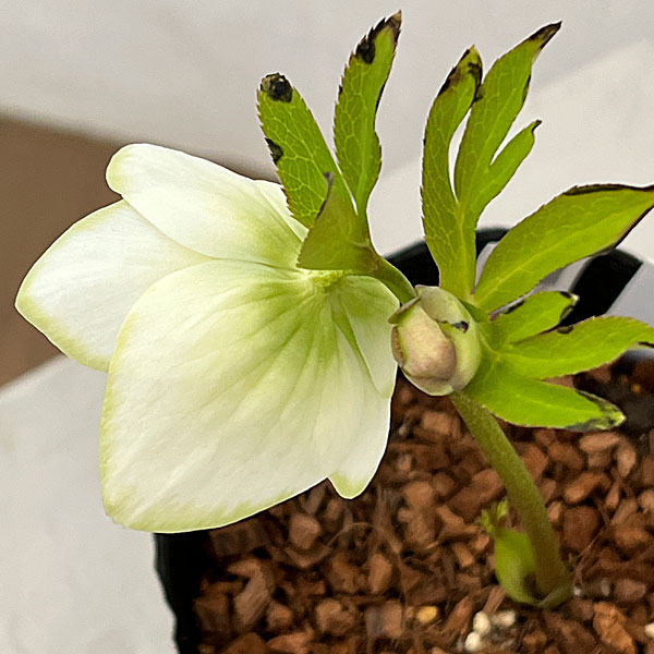 吉田園芸さんのクリスマスローズ：ピエラセミダブル26-05／4.5号ポット【現品販売】