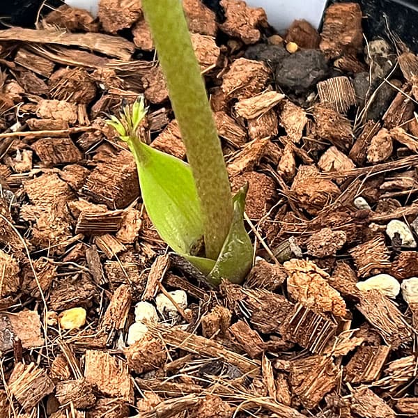 吉田園芸さんのクリスマスローズ：ピエラセミダブル26-05／4.5号ポット【現品販売】