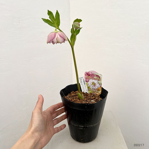 吉田園芸さんのクリスマスローズ：多弁交配26-01／4.5号ポット【現品販売】