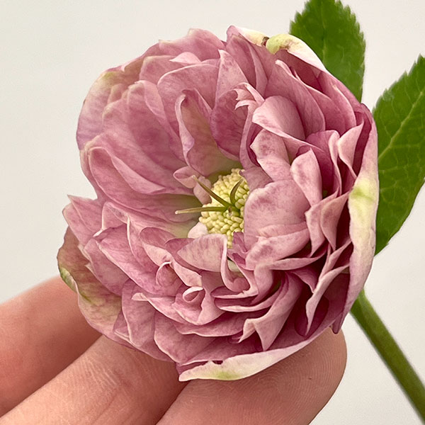 吉田園芸さんのクリスマスローズ：多弁交配26-01／4.5号ポット【現品販売】