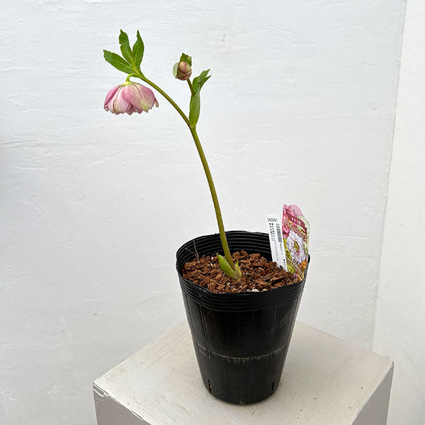 吉田園芸さんのクリスマスローズ：多弁交配26-01／4.5号ポット【現品販売】