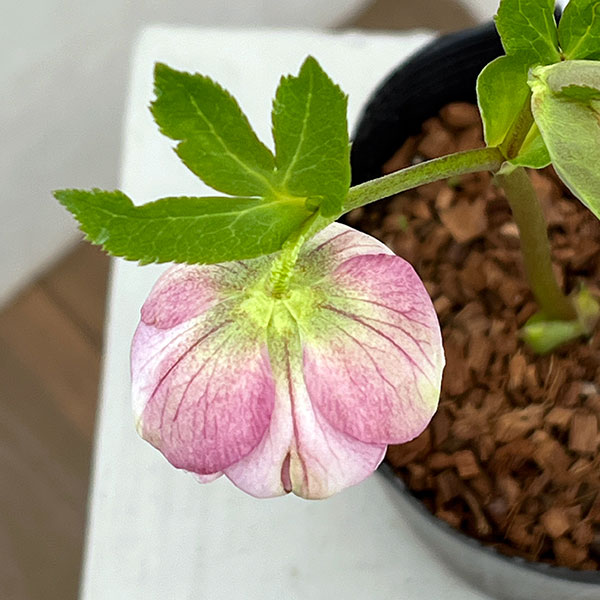 吉田園芸さんのクリスマスローズ：多弁交配26-01／4.5号ポット【現品販売】