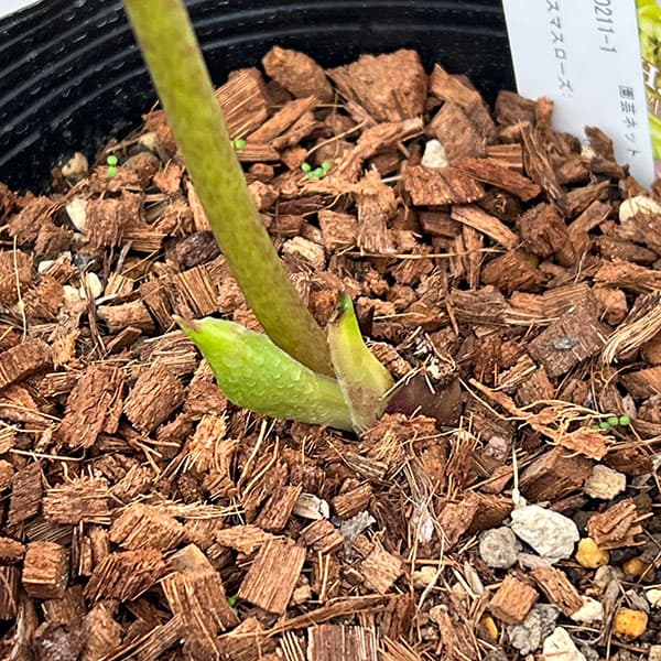 吉田園芸さんのクリスマスローズ：多弁交配26-01／4.5号ポット【現品販売】