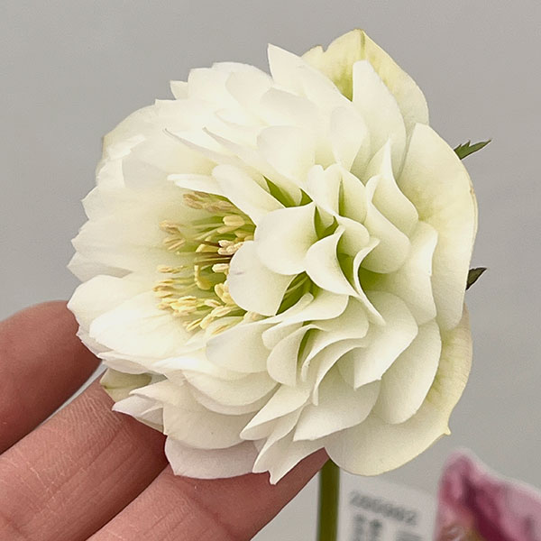 吉田園芸さんのクリスマスローズ：多弁交配26-02／4.5号ポット【現品販売】