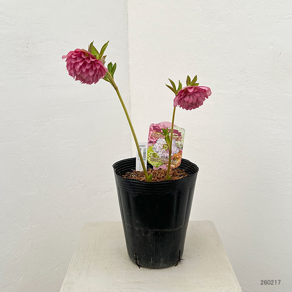 吉田園芸さんのクリスマスローズ：多弁交配26-03／4.5号ポット【現品販売】