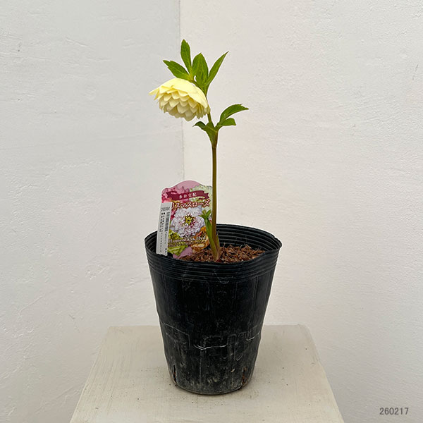 吉田園芸さんのクリスマスローズ：多弁交配26-04／4.5号ポット【現品販売】