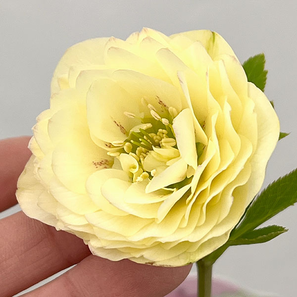 吉田園芸さんのクリスマスローズ：多弁交配26-04／4.5号ポット【現品販売】