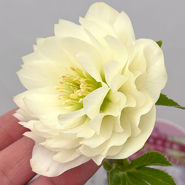 吉田園芸さんのクリスマスローズ：多弁交配26-05／4.5号ポット【現品販売】