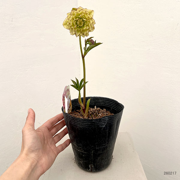 吉田園芸さんのクリスマスローズ：多弁交配26-06／4.5号ポット【現品販売】