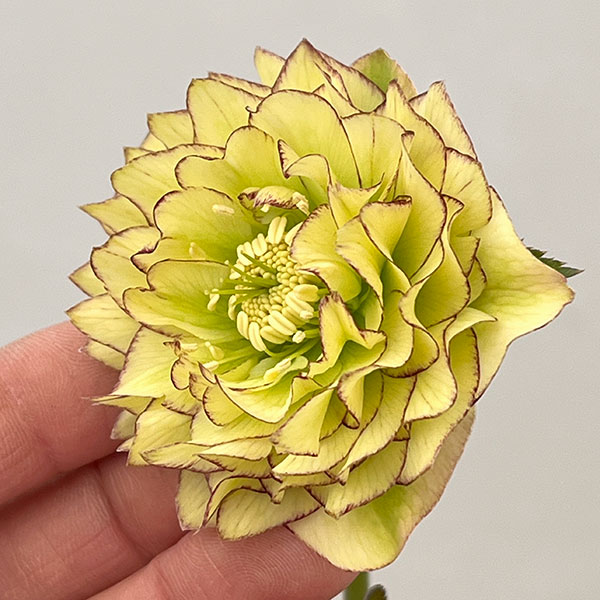 吉田園芸さんのクリスマスローズ：多弁交配26-06／4.5号ポット【現品販売】