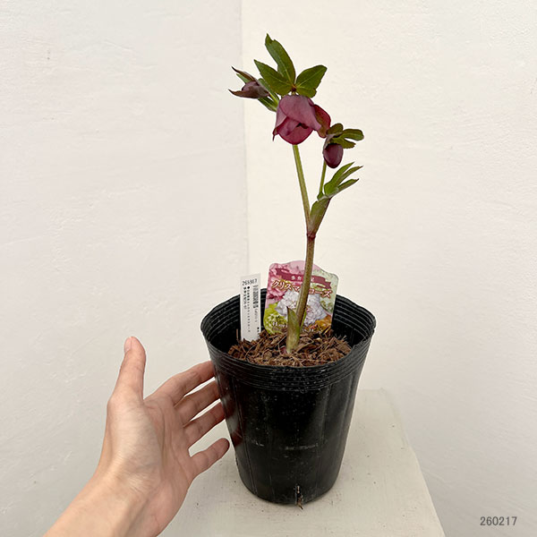 吉田園芸さんのクリスマスローズ：多弁交配26-07／4.5号ポット【現品販売】