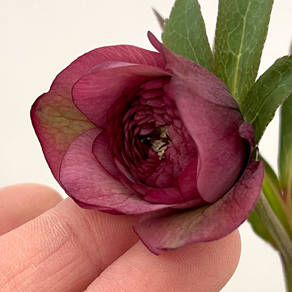 吉田園芸さんのクリスマスローズ：多弁交配26-07／4.5号ポット【現品販売】