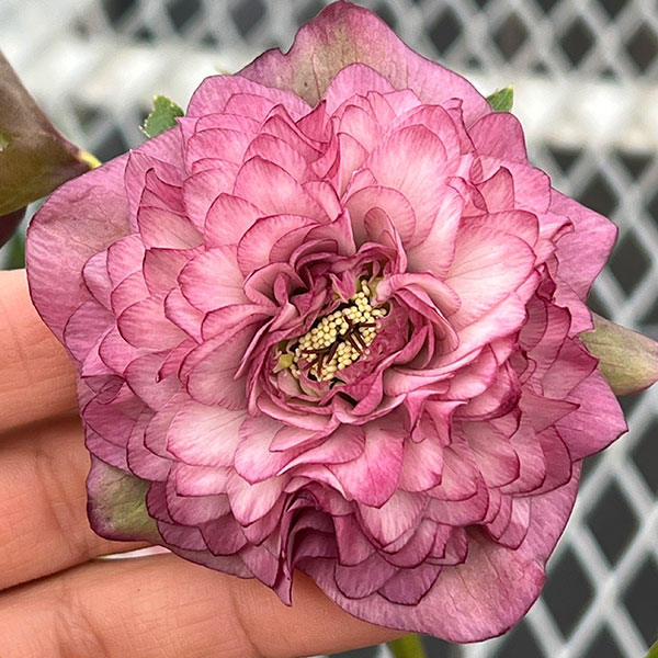 吉田園芸さんのクリスマスローズ：多弁交配26-07／4.5号ポット【現品販売】