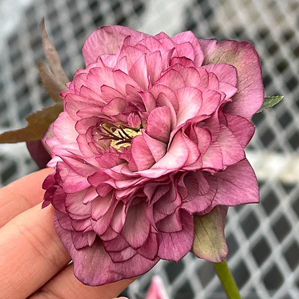 吉田園芸さんのクリスマスローズ：多弁交配26-07／4.5号ポット【現品販売】