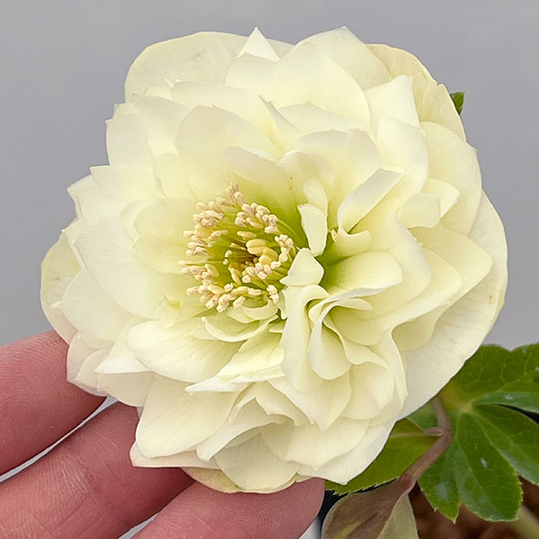 吉田園芸さんのクリスマスローズ：多弁交配26-08／4.5号ポット【現品販売】