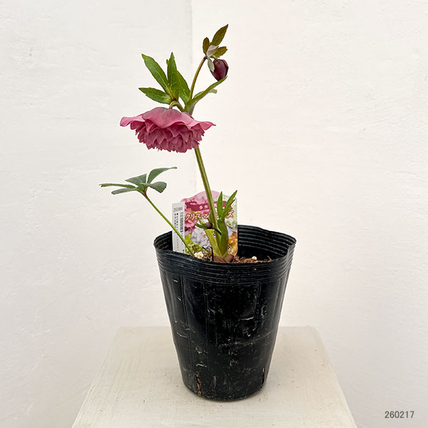 吉田園芸さんのクリスマスローズ：多弁交配26-10／4.5号ポット【現品販売】