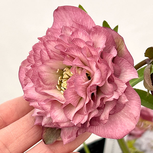 吉田園芸さんのクリスマスローズ：多弁交配26-10／4.5号ポット【現品販売】